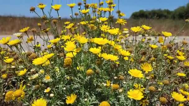 Yellow Vibrant Flowers Bike Path Front Ventura Beach — Stock videók