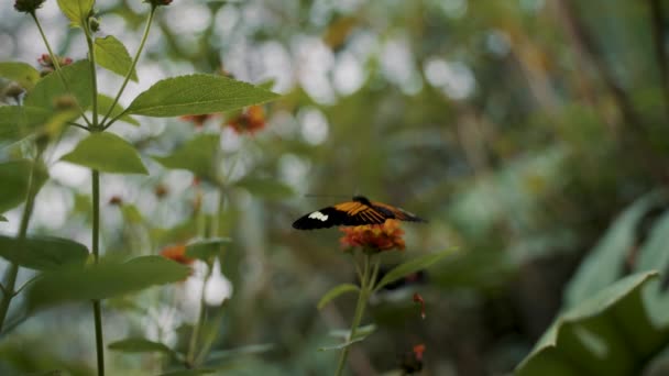 Primer Plano Mariposa Sentada Sobre Flor Amarilla Bosque Mariposa Monarca — Vídeos de Stock