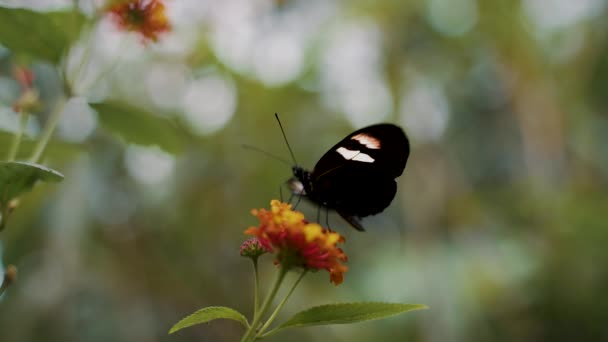 Close Shot Black Butterfly Sitting Yellow Flower Blurred Background Beautiful — Vídeo de stock