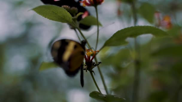 Close Shot Butterfly Sucking Nectar Yellow Flower Evening Time — 图库视频影像