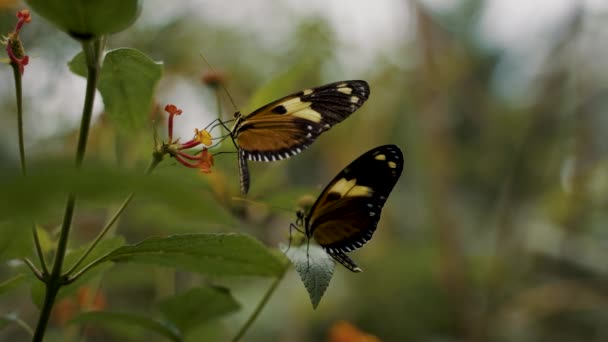 Close Shot Two Butterflies Sitting Flower Sucking Nectar — Vídeo de stock