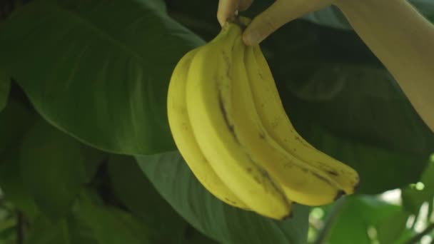 Close Tiro Mão Segurando Sujeira Bananas Amarelas Maduras Com Folhas — Vídeo de Stock