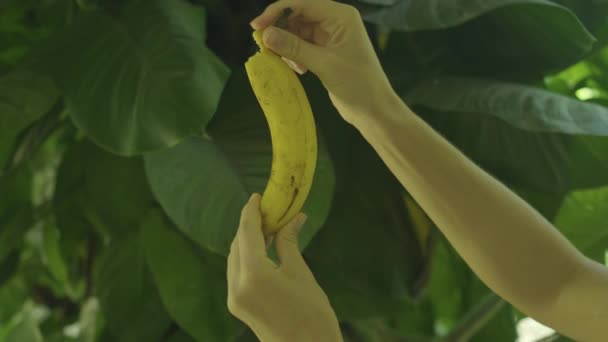 Foto Close Tangan Mengupas Buah Pisang Dalam Gerakan Lambat Dengan — Stok Video