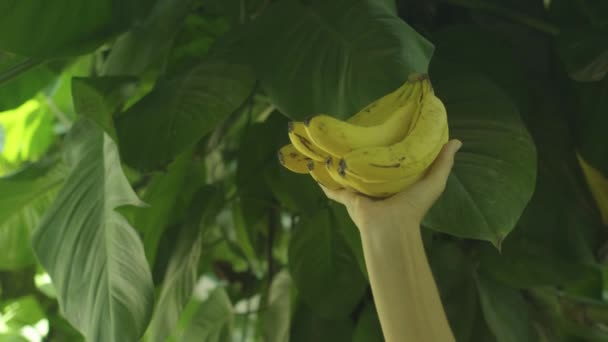 Foto Estática Manos Sosteniendo Manojo Plátanos Maduros Con Vista Hojas — Vídeos de Stock