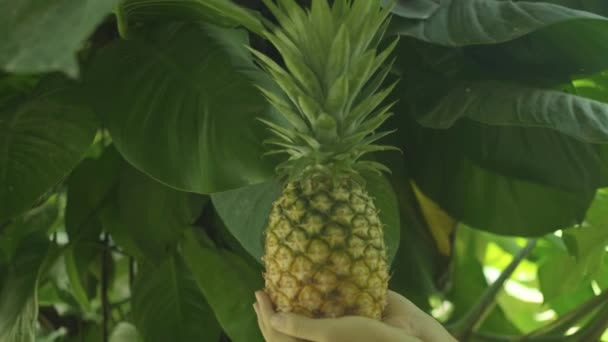 Close Hands Holding Ripe Pineapple Green Tree Leaves Background Daytime — Videoclip de stoc