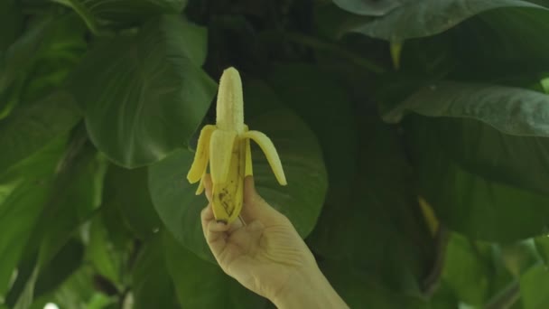 Close Shot Van Onherkenbare Handen Met Half Geschilde Banaan Fruit — Stockvideo