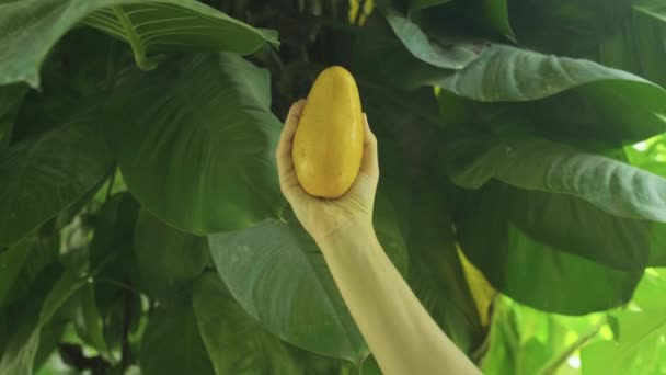 緑色の木の葉で熟した黄色のマンゴーを回転させる男の手のショット 熟した黄色の果実 — ストック動画