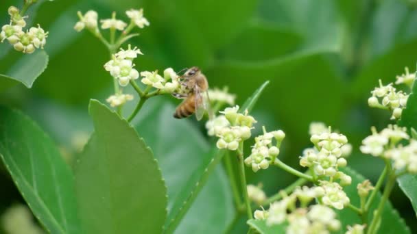Euonymus Japonicus Ανθίζοντας Λευκό Λουλούδι Και Μέλισσα Που Λαμβάνει Γύρη — Αρχείο Βίντεο