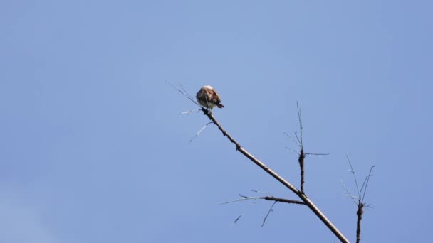 Rufous Winged Buzzard Hawk Perching Tip Branch Fly Away Wings — Stock videók