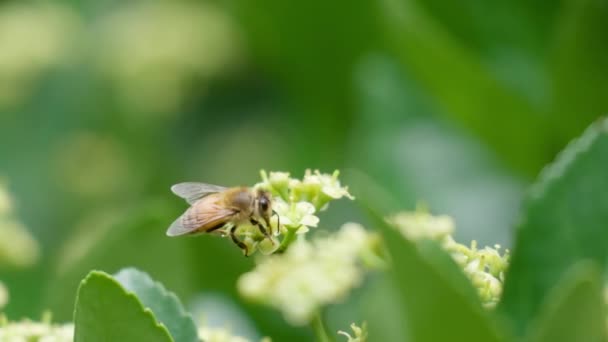 One Honey Bee Gathering Pollen Euonymus Japonicus Blooming Flower Macro — Vídeos de Stock