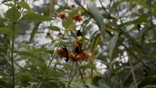 Close Shot Butterfly Sucking Nectar Small Yellow Flower Forest Footage — Vídeo de Stock
