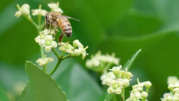 Beautiful Honey Bee Collecting Pollen Euonymus Japonicus White Flower Shallow — Vídeo de Stock
