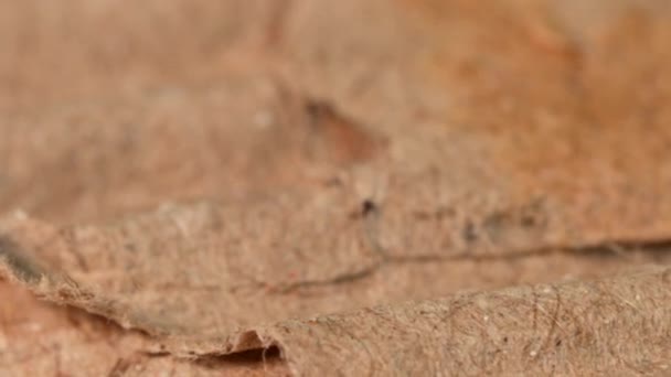 Torn Cardboard Material Extreme Detail View Macro Shot Very Close — Wideo stockowe