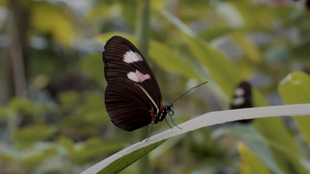 Nahaufnahme Eines Schmetterlings Der Über Den Blättern Sitzt Der Pfauenfalter — Stockvideo