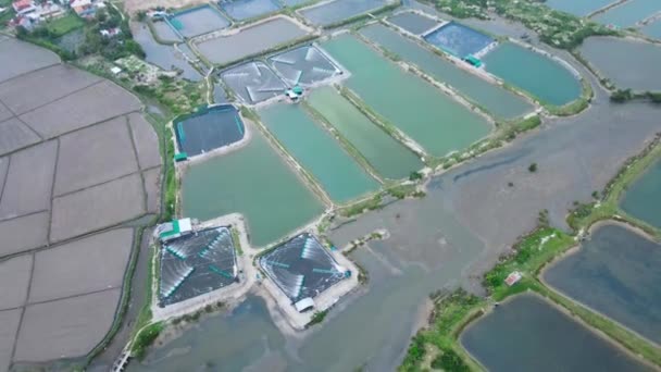 Drone Footage Shrimp Farms Vietnam Tuy City Aerial Shot — Stockvideo