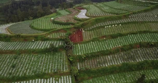 Boer Werkt Aan Groenteplantage Met Geplante Kool Aardappelen Indonesië Azië — Stockvideo