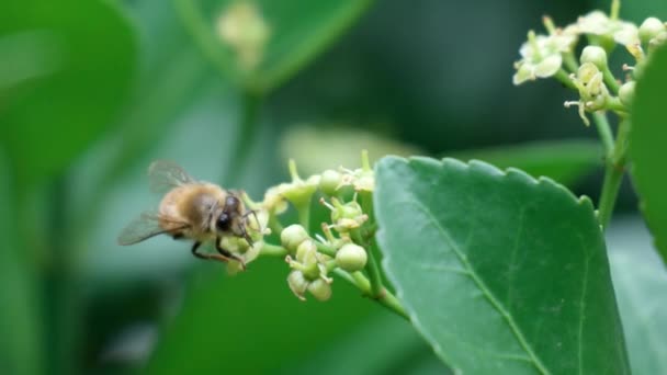 Honey Bee Taking Pollen Flying Euonymus Japonicus Blooming Flower Korea — Vídeo de Stock