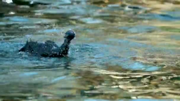 Indian Cormorant Bird Sri Lanka — Stock video