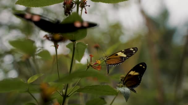 Nahaufnahme Einer Schmetterlingsgruppe Die Nektar Aus Der Blüte Saugt Tiere — Stockvideo