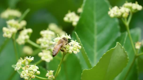 Honey Bee Taking Pollen Euonymus Japonicus Blooming White Flower Macro — Stock Video