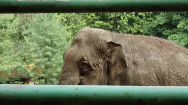 Close Van Een Afrikaanse Olifant Gevangenschap Een Hek Dierentuin Van — Stockvideo