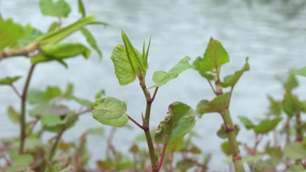 Invasive Reynoutria Japonica Flowering Plant River — Stock Video