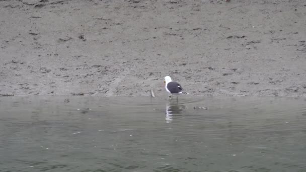 Hungry Gull Trying Eat Huge Eel Shore Estuary River — Stock Video