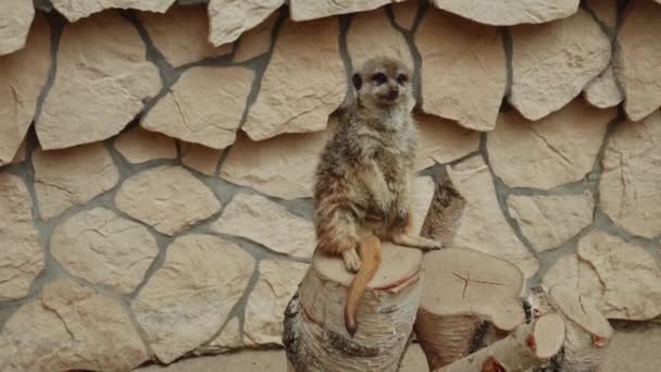 Meerkat Sedí Dřevěném Pařezu Zoo Polském Gdaňsku Široký — Stock video