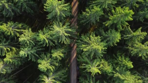 Aerial Drone Bird View Top Woman Riding Bicycle Forest Road — Vídeos de Stock