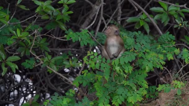 Jeune Macaque Longue Queue Assis Sur Une Branche Dessus Mangrove — Video