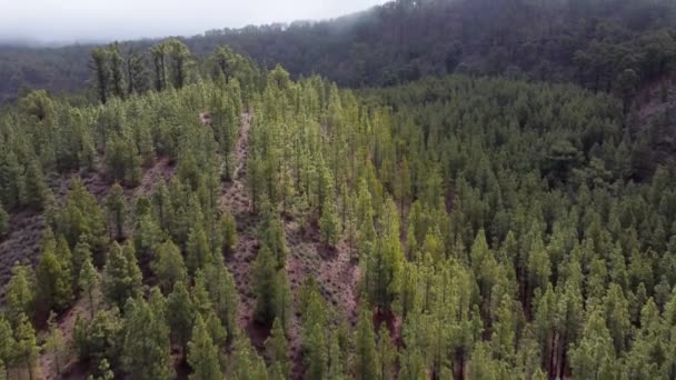 Luchtfoto Drone Onthullen Van Dennenbossen Met Wolken Zon Schijnt Het — Stockvideo