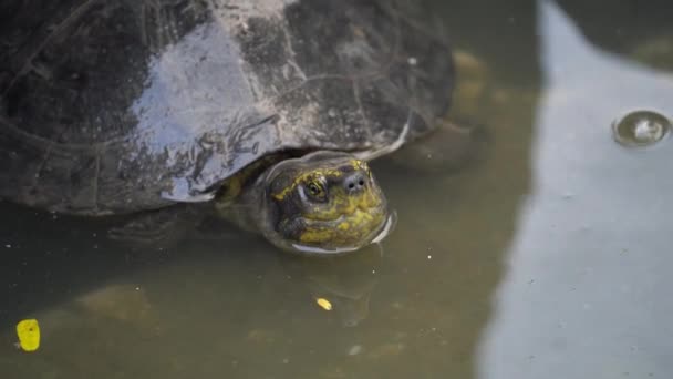 Gula Templet Sköldpadda Smutsigt Avloppsvatten Vid Lumpini Park Bangkok Thailand — Stockvideo
