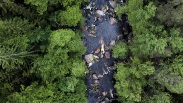 空中无人驾驶鸟俯瞰着小河的顶部 岩石水在混合的森林中流过 — 图库视频影像