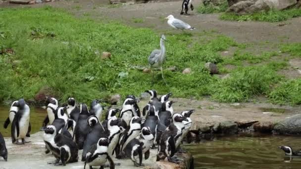 Szürke Heron Afrikai Pingvinek Lengyelországi Gdask Állatkertben Széleskörű Lövés — Stock videók