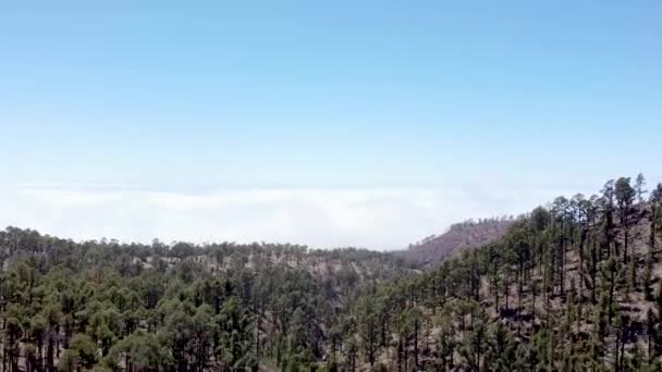 Aerial Drone Timelapse Clouds Rolling Pine Forests Clouds — Video Stock