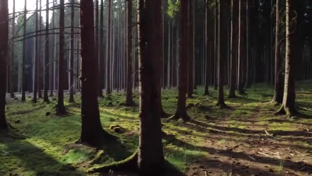 Солнце Светит Сквозь Деревья Лесу Отбрасывая Длинные Тени — стоковое видео