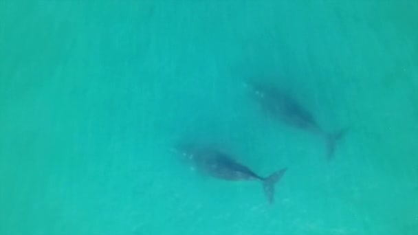 南の右のクジラのペア表面 — ストック動画