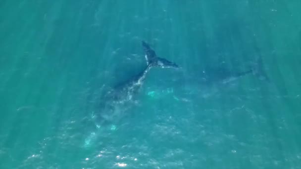 Baleines Noires Sud Afrique Sud — Video