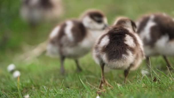 Gruppe Von Niedlichen Flauschigen Und Entzückenden Kleinen Greylag Gösslingen Die — Stockvideo