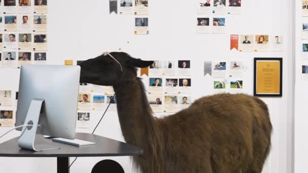 Llama Glasses Working Computer Modern Office Space — Stock Video