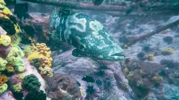 Grandes Peces Mero Camuflaje Nadando Lentamente Cerca Arrecife Coral Erizo — Vídeos de Stock