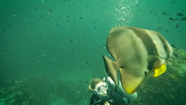 Enkele Zwarte Gele Vleermuis Vissen Zwemmen Langs Duikers Turquoise Oceaan — Stockvideo