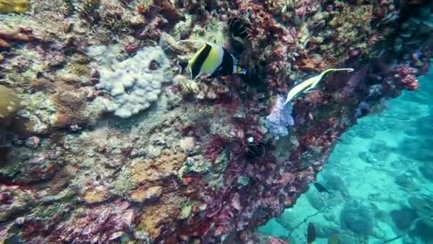 Paar Tropische Zwarte Gele Heniochus Vlinder Vissen Zwemmen Rond Zeemuur — Stockvideo