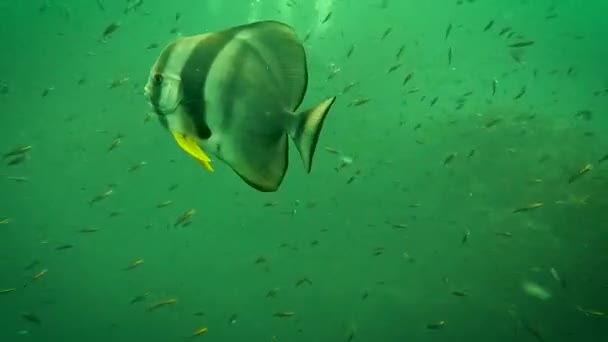 Peces Murciélago Agua Verde Nadando Cerca Cámara Con Buceadores Fondo — Vídeos de Stock