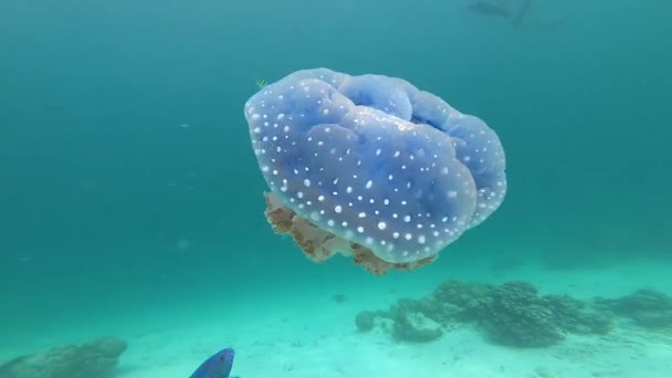 Крупный План Экзотических Голубых Медуз Плавающих Водой Другими Морскими Обитателями — стоковое видео