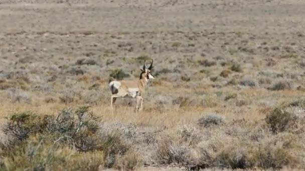 Antelope Běhá Savanně Během Horkého Dne Pak Zastaví Podívá Kameru — Stock video