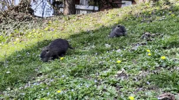 Couple Nutrias Coypus Eat Green Grass City Residential Area Low — Stockvideo