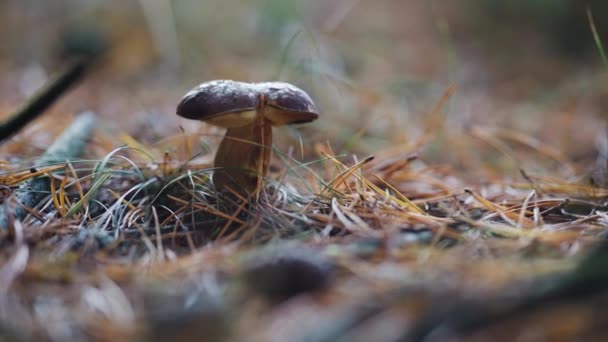 Närbild Svampen Porcini Skogsgolvet Tallbarr Ruttnande Löv Och Trädgrenar Runt — Stockvideo