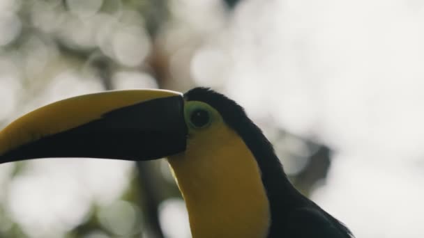 Zbliżenie Żółty Throated Tukan Spoczywa Lasach Kostaryce Ameryka Środkowa Strzał — Wideo stockowe
