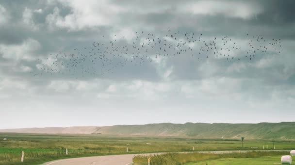 Стая Птиц Бурном Небе Над Зеленым Сельским Пейзажем — стоковое видео